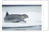 Ringed Seal on Iceberg, Nunavut, Canada by Anonymous
