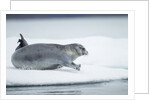 Ringed Seal on Iceberg, Nunavut, Canada by Anonymous
