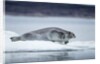 Ringed Seal on Iceberg, Nunavut, Canada by Anonymous
