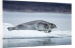 Ringed Seal on Iceberg, Nunavut, Canada by Anonymous