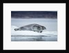 Ringed Seal on Iceberg, Nunavut, Canada by Anonymous