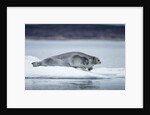 Ringed Seal on Iceberg, Nunavut, Canada by Anonymous