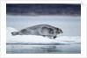 Ringed Seal on Iceberg, Nunavut, Canada by Anonymous