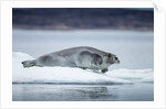 Ringed Seal on Iceberg, Nunavut, Canada by Anonymous