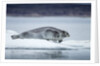 Ringed Seal on Iceberg, Nunavut, Canada by Anonymous
