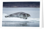 Ringed Seal on Iceberg, Nunavut, Canada by Anonymous