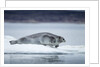 Ringed Seal on Iceberg, Nunavut, Canada by Anonymous