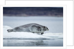 Ringed Seal on Iceberg, Nunavut, Canada by Anonymous