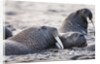 Walrus, Hudson Bay, Nunavut, Canada by Anonymous