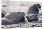 Walrus, Hudson Bay, Nunavut, Canada by Anonymous