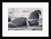 Walrus, Hudson Bay, Nunavut, Canada by Anonymous