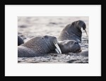 Walrus, Hudson Bay, Nunavut, Canada by Anonymous