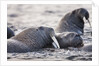 Walrus, Hudson Bay, Nunavut, Canada by Anonymous