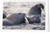 Walrus, Hudson Bay, Nunavut, Canada by Anonymous