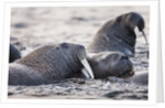 Walrus, Hudson Bay, Nunavut, Canada by Anonymous