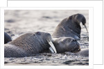 Walrus, Hudson Bay, Nunavut, Canada by Anonymous