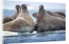 Walrus Herd, Hudson Bay, Nunavut, Canada by Anonymous