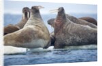 Walrus Herd, Hudson Bay, Nunavut, Canada by Anonymous