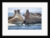 Walrus Herd, Hudson Bay, Nunavut, Canada by Anonymous
