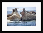 Walrus Herd, Hudson Bay, Nunavut, Canada by Anonymous