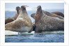 Walrus Herd, Hudson Bay, Nunavut, Canada by Anonymous
