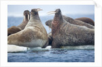 Walrus Herd, Hudson Bay, Nunavut, Canada by Anonymous
