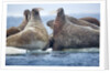 Walrus Herd, Hudson Bay, Nunavut, Canada by Anonymous