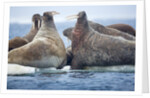Walrus Herd, Hudson Bay, Nunavut, Canada by Anonymous