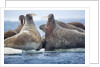 Walrus Herd, Hudson Bay, Nunavut, Canada by Anonymous