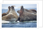 Walrus Herd, Hudson Bay, Nunavut, Canada by Anonymous