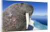 Walrus on Iceberg, Hudson Bay, Nunavut, Canada by Anonymous