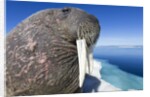 Walrus on Iceberg, Hudson Bay, Nunavut, Canada by Anonymous