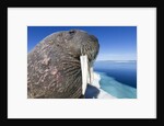 Walrus on Iceberg, Hudson Bay, Nunavut, Canada by Anonymous