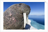 Walrus on Iceberg, Hudson Bay, Nunavut, Canada by Anonymous