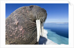 Walrus on Iceberg, Hudson Bay, Nunavut, Canada by Anonymous