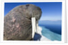 Walrus on Iceberg, Hudson Bay, Nunavut, Canada by Anonymous