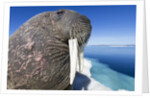 Walrus on Iceberg, Hudson Bay, Nunavut, Canada by Anonymous