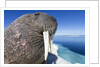 Walrus on Iceberg, Hudson Bay, Nunavut, Canada by Anonymous