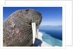 Walrus on Iceberg, Hudson Bay, Nunavut, Canada by Anonymous