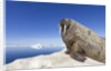 Walrus on Iceberg, Hudson Bay, Nunavut, Canada by Anonymous