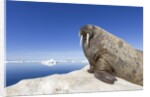 Walrus on Iceberg, Hudson Bay, Nunavut, Canada by Anonymous