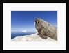 Walrus on Iceberg, Hudson Bay, Nunavut, Canada by Anonymous