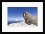 Walrus on Iceberg, Hudson Bay, Nunavut, Canada by Anonymous