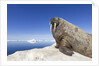 Walrus on Iceberg, Hudson Bay, Nunavut, Canada by Anonymous