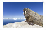 Walrus on Iceberg, Hudson Bay, Nunavut, Canada by Anonymous