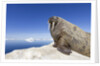Walrus on Iceberg, Hudson Bay, Nunavut, Canada by Anonymous