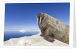Walrus on Iceberg, Hudson Bay, Nunavut, Canada by Anonymous