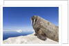 Walrus on Iceberg, Hudson Bay, Nunavut, Canada by Anonymous
