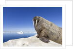 Walrus on Iceberg, Hudson Bay, Nunavut, Canada by Anonymous
