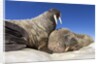 Walruses on Iceberg, Hudson Bay, Nunavut, Canada by Anonymous